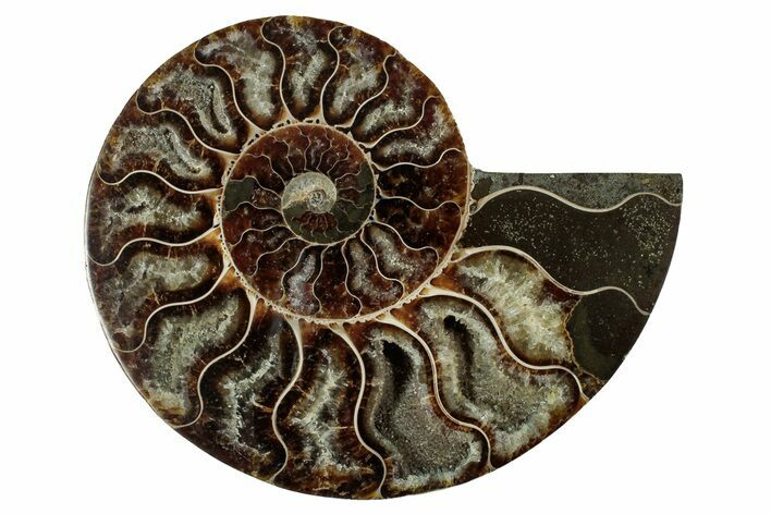 Cut & Polished Ammonite Fossil (Half) - Deep Crystal Pockets #344422